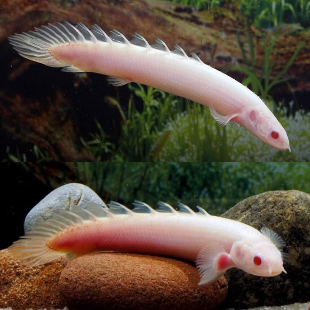 2 Pack Albino Senegal Bichir (3.0-3.5 Inch) Live Fish FREE SHIPPING