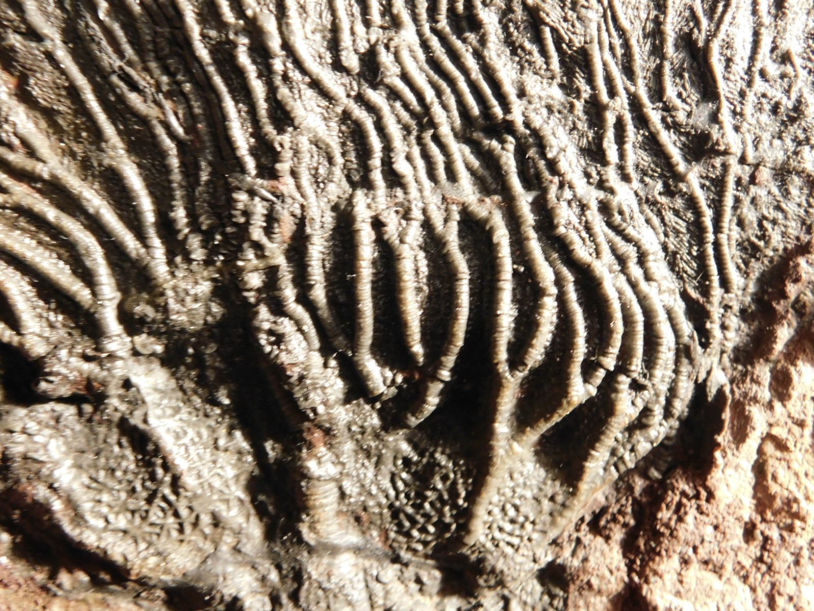 TWO BIG! 430 Million Year Old! CRINOID Fossils or Sea LILY Fossil Morocco 1565gr