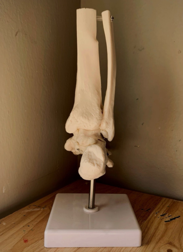 Human Skeletal Anatomy Study Model