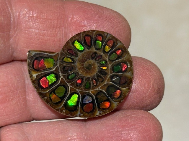 SPECTACULAR RARE,AMMOLITE(CANADA) INLAY IN FOSSIL AMMONITE(MADAGASCAR)SEE VIDEO!