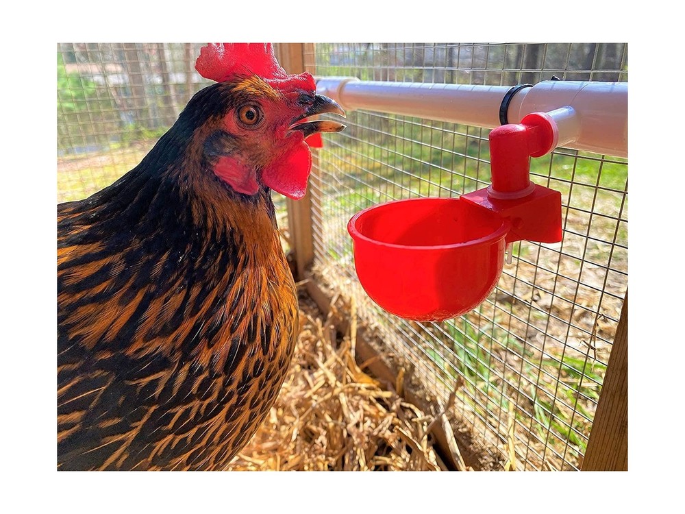 Automatic Chicken Watering System with PVC Pipe (Real Complete Set ... Fast Ship