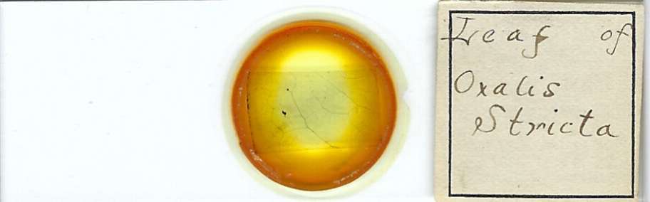 Oxalic stricta Leaf Microscope Slide for Polariscope