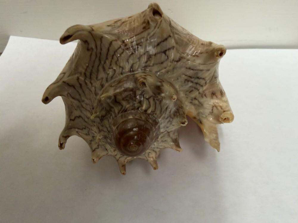 Volute Sea Shell 5-6” Zig Zag Pattern Natural Ocean Shell Coastal Decor