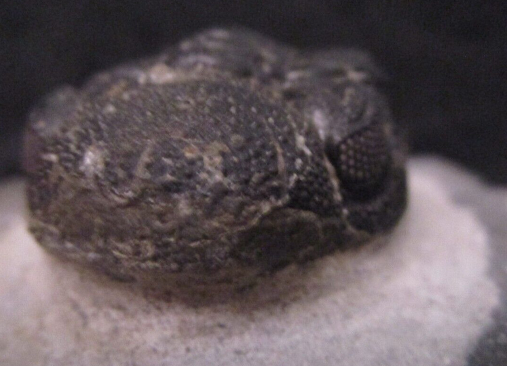 Large Excellent Example Devonian Phacops sp. Fossil Trilobite Morocco