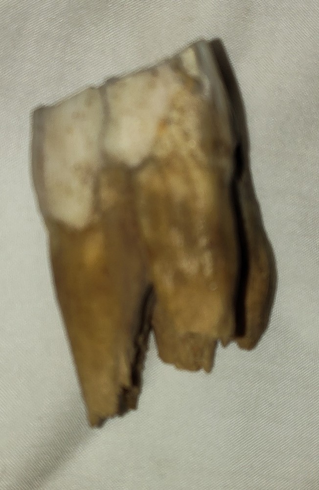 Ice Age Horse Tooth Fossil