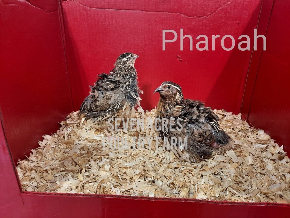 Coturnix Fertile Quail Eggs Hatching 12 Count