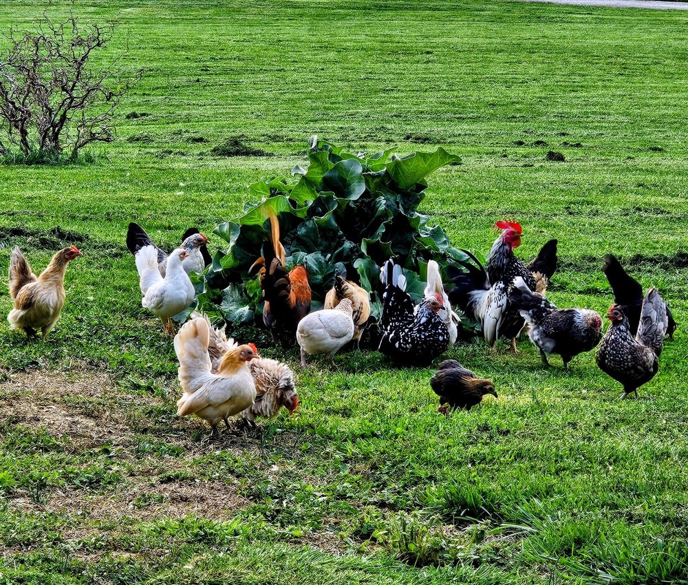 Kikiriki/Serama Mixed Hatching Eggs 12++