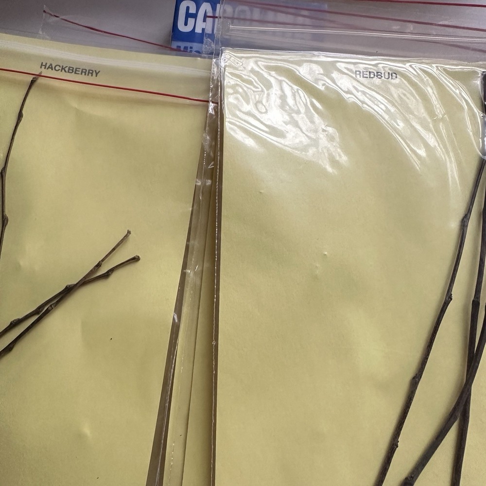 Vintage 70s Twig Identification Kit Tree Microscope Slides Nature