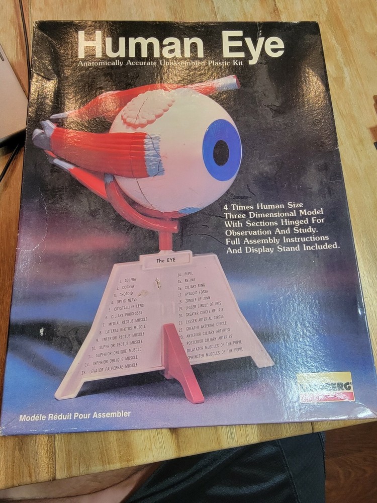 New 1987 Lindberg Human Science - Human Eye Unassembled Plastic Kit