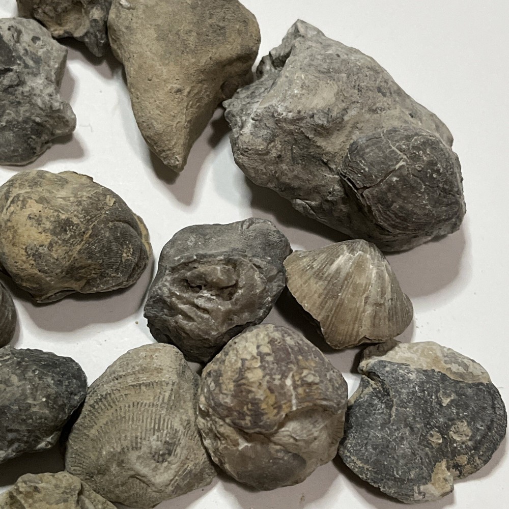 Devonian Fossils Lot Of 25