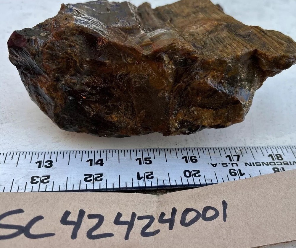 Silver Creek Junction Petrified Wood