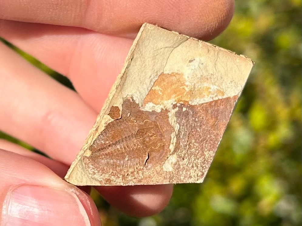 Georgia Fossil Trilobite Aphelaspis brachyphasis Conasauga Formation Cambrian