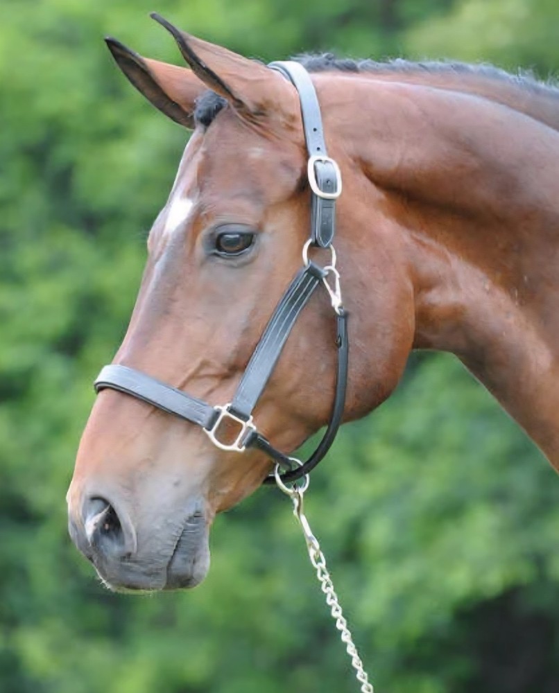 horse halter