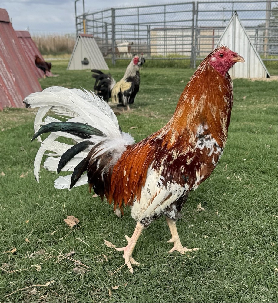 Chicken Hatching Egg