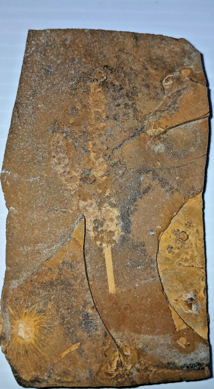 Siphusauctum Gregarium Fossil?