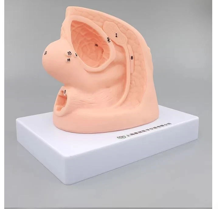 1PC Female Urethral Catheterization Training Simulator Model, Simplified Urinary