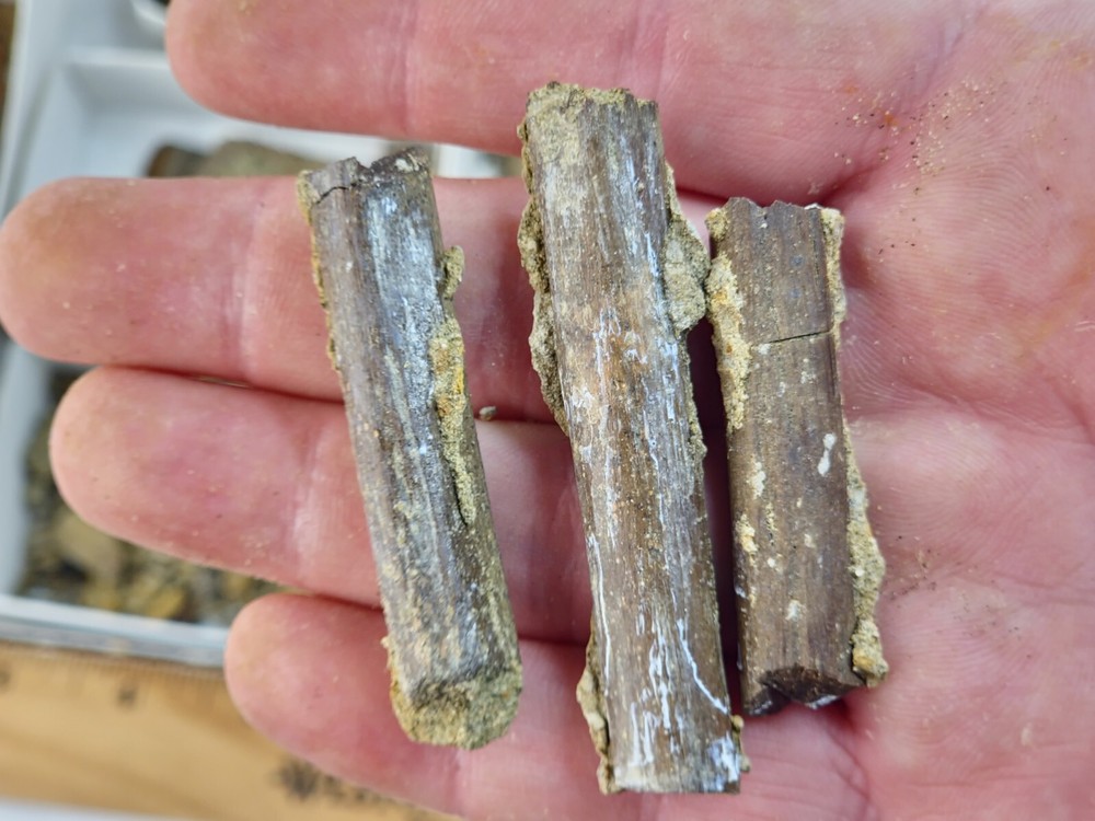 Lance Formation Dinosaur Bone Projects - Tendons, Ribs, Etc. - Weston Co., WY