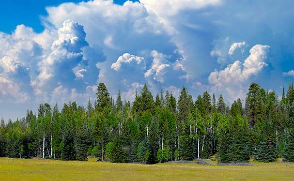 TrainJunkies Pine Forest II Model Railroad Backdrop