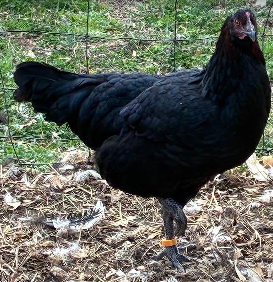 Mars Bars Olive Egger Fertile Hatching Eggs Kit 10++