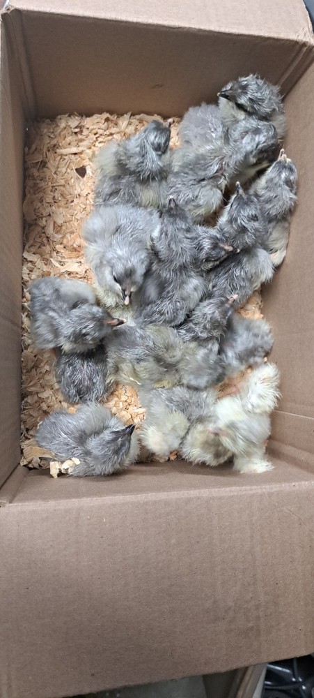 12 White and Splash Croad Langshan Hatching Eggs