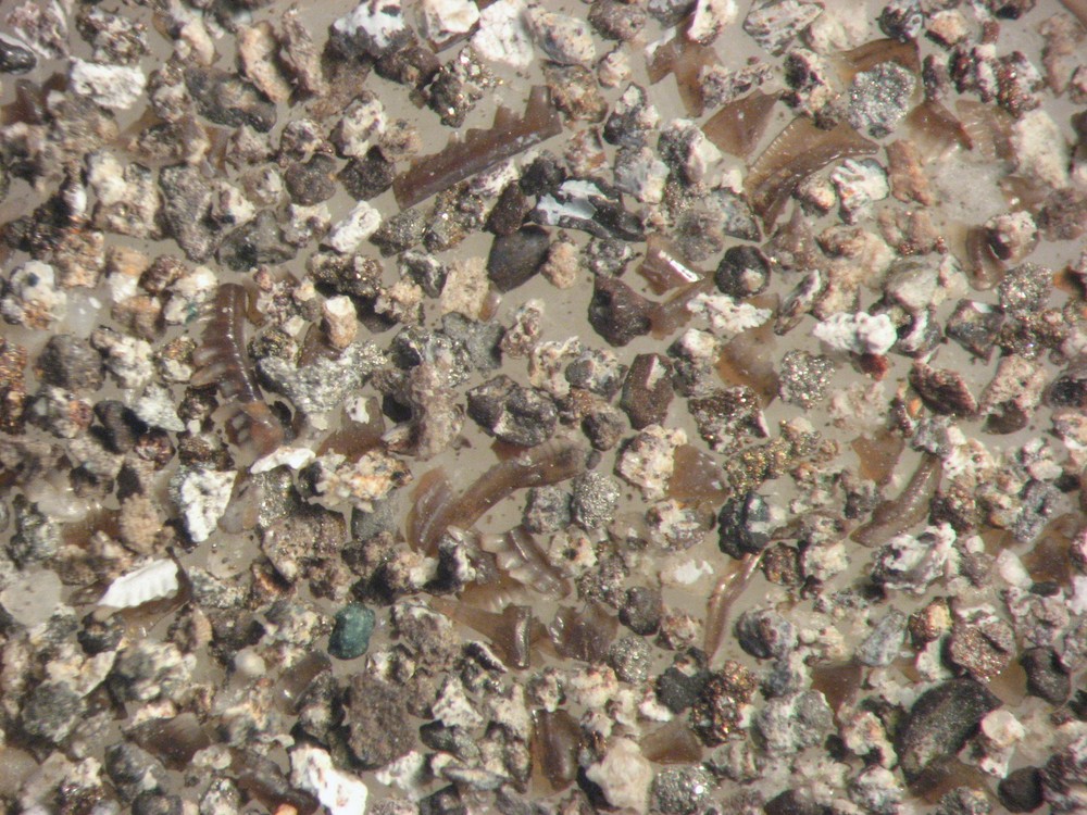 Devonian Conodont microfossil matrix sample LOWER Beechwood Limestone rich