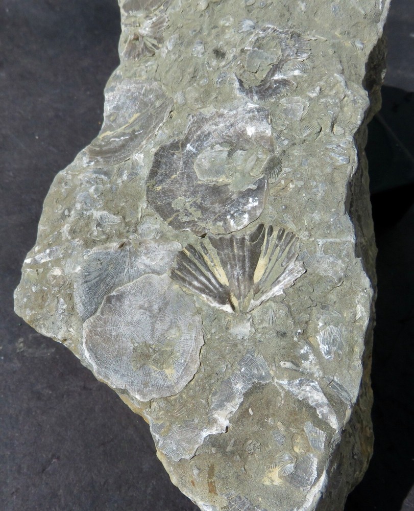 BRACHIOPOD PLATE  -- Cincinnati , Ohio