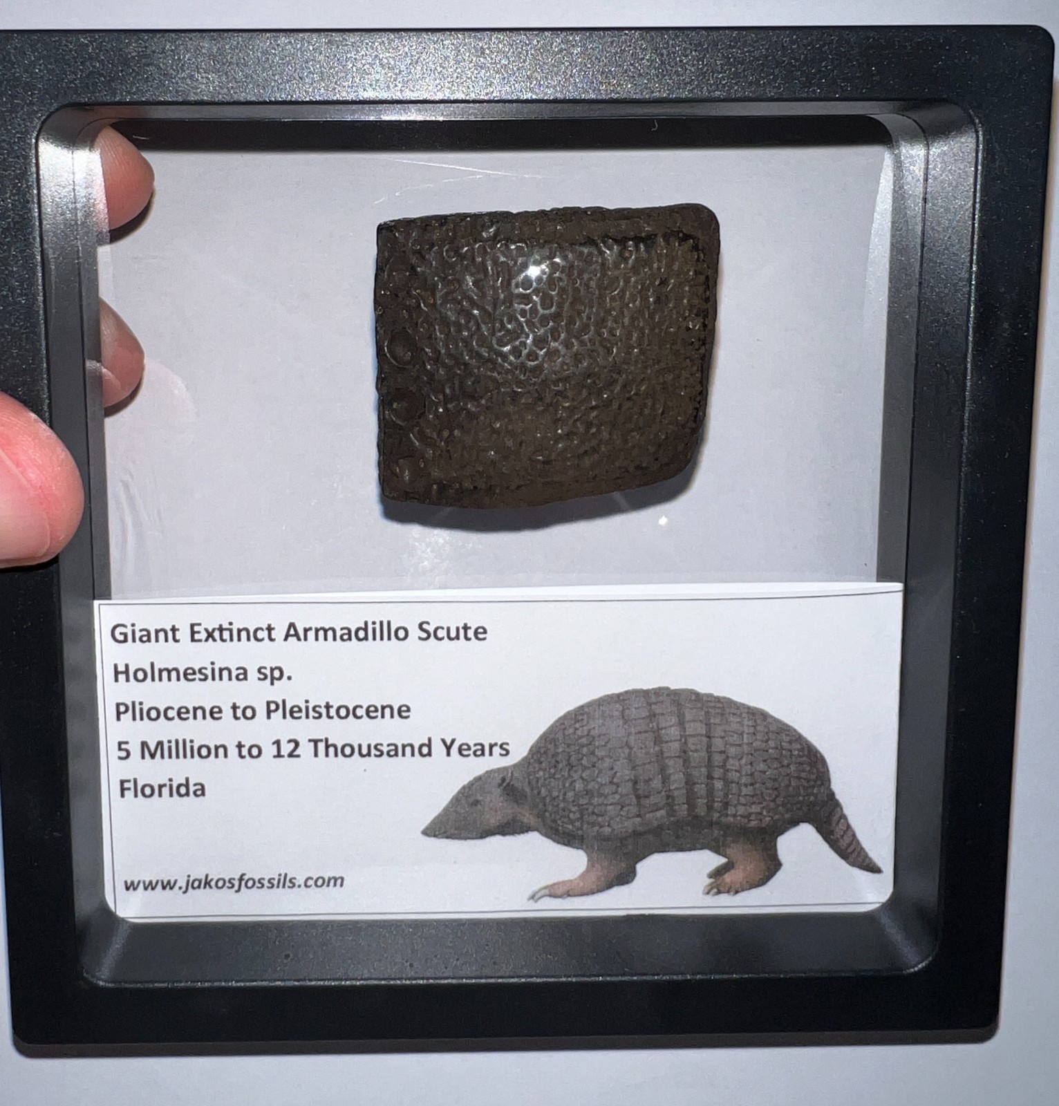 RARE Ice Age Fossil HOLMESINA GIANT ARMADILLO Scute Bone Armor Lot ONE PER ORDER