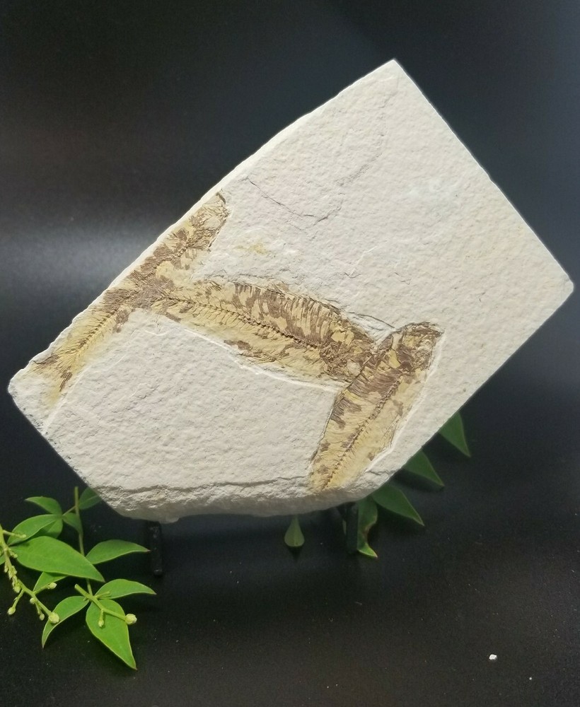 Fish Fossil (FF1) Knightia Eocaena