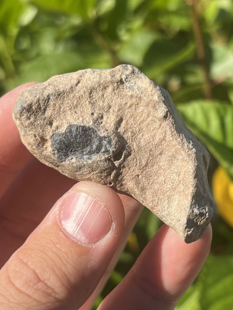 Fossil Whale Earbone