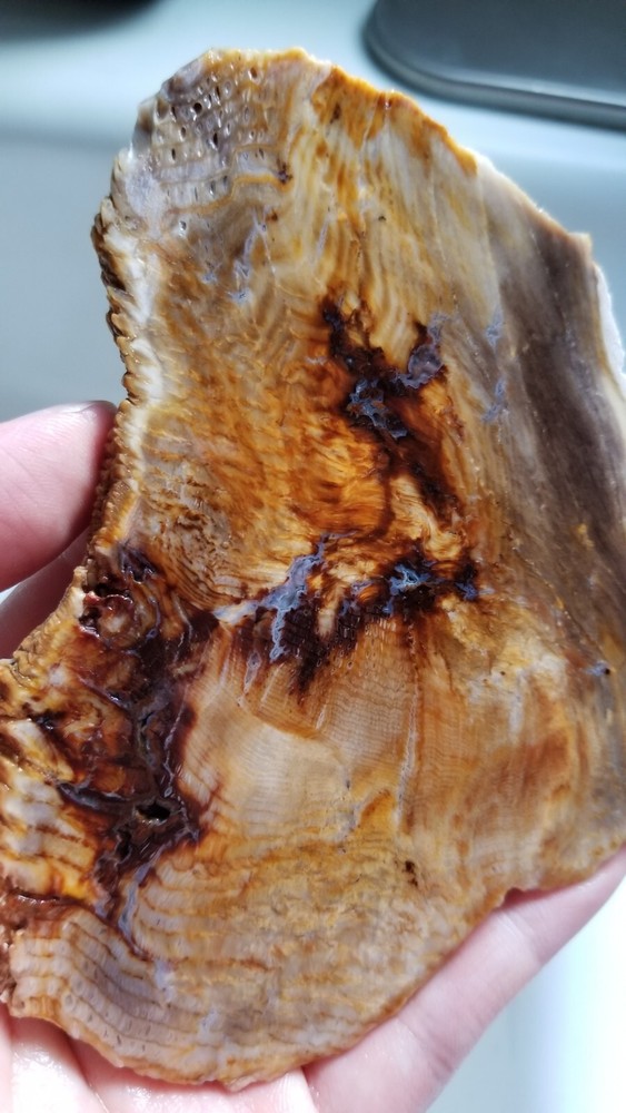 Hell's Canyon Petrified Wood Slab
