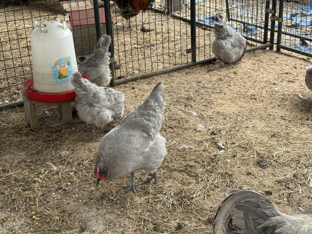 SPRING HATCHING EGGS ONE  Fertilized Lavender Orpington Hatching Eggs for $5…