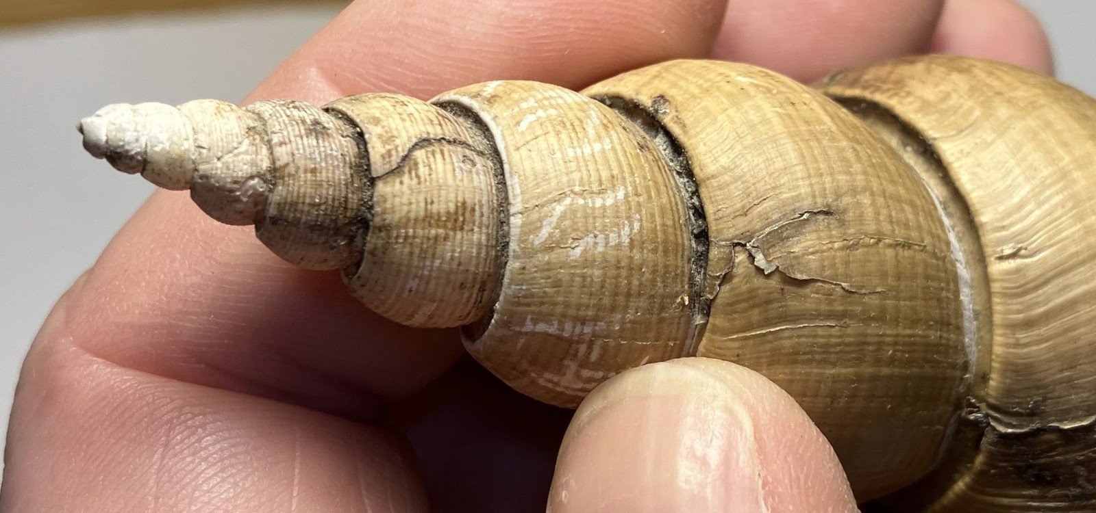 Japelion adelphicus (Dall, 1907). Great Shape. Taiwan, east china sea. 100 mm
