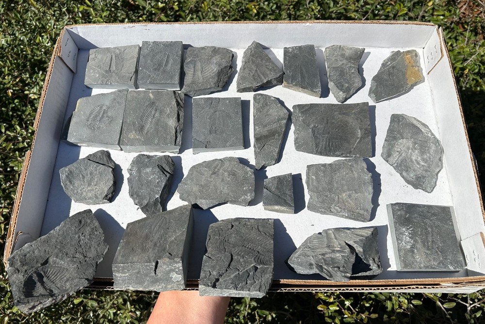 Washington Fossil Trilobites HUGE LOT Ogygopsis etc Metaline fm Bug in Matrix