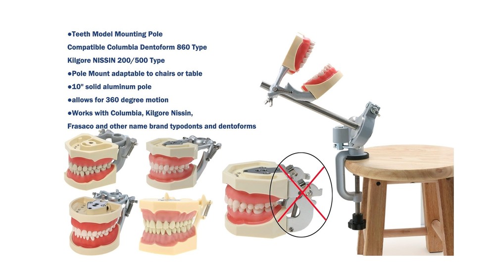 Typodont Teeth Model Teeth Model Training Mount Fixed on Desk Training Maniki...