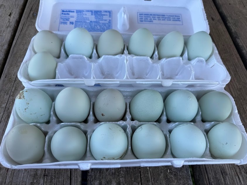 Crested Cream Legbar Hatching Eggs 10++