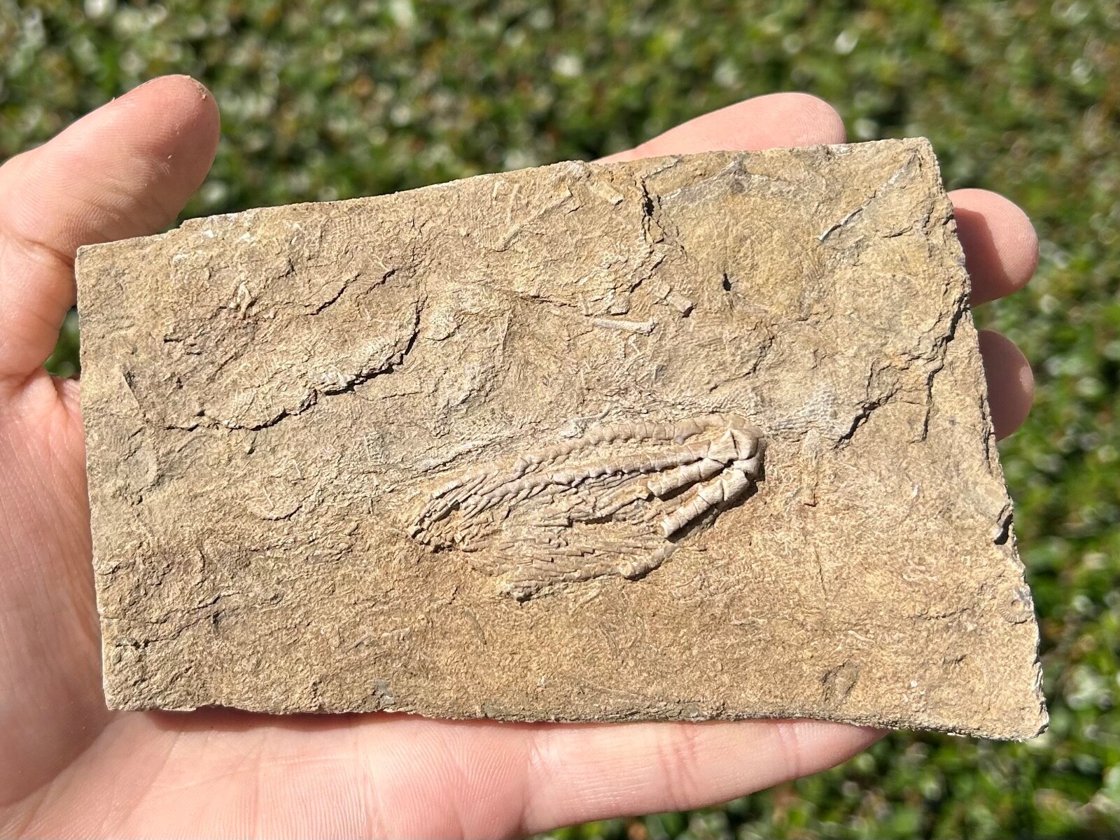 Fossil Crinoid in Matrix Aphelecrinus Alabama Bangor Limestone Formation