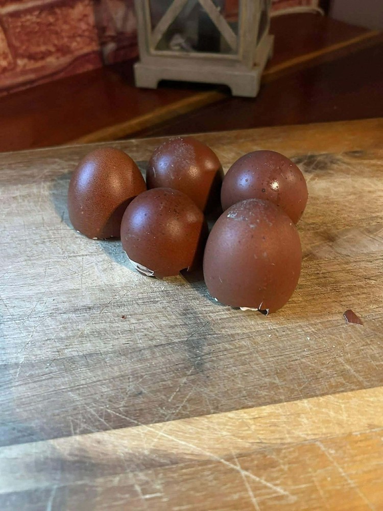 6+ Black Tail Red Marans hatching eggs