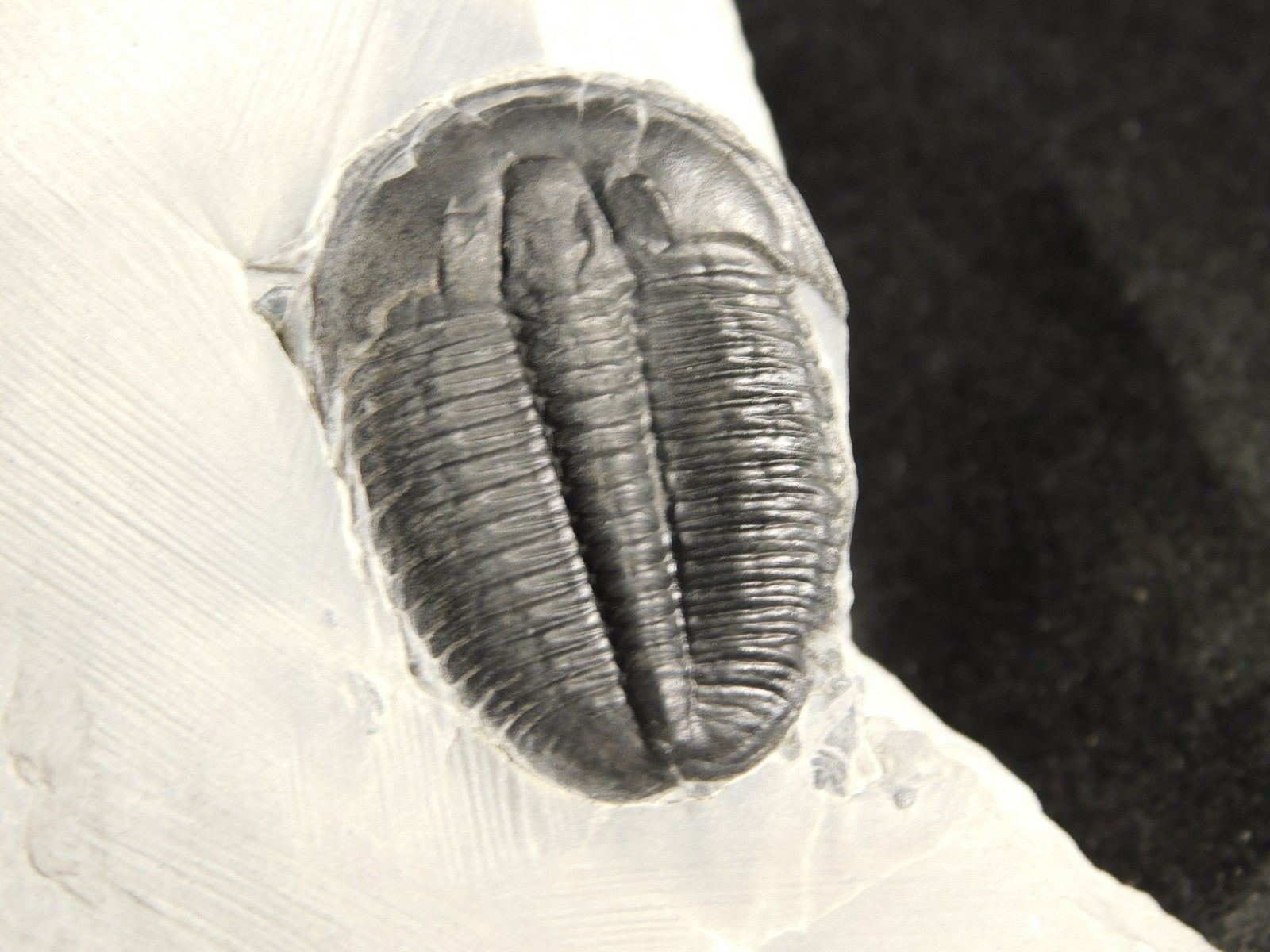 LARGER! NICE and 100% Natural TRILOBITE Fossil From Cambrian Utah 371gr *D