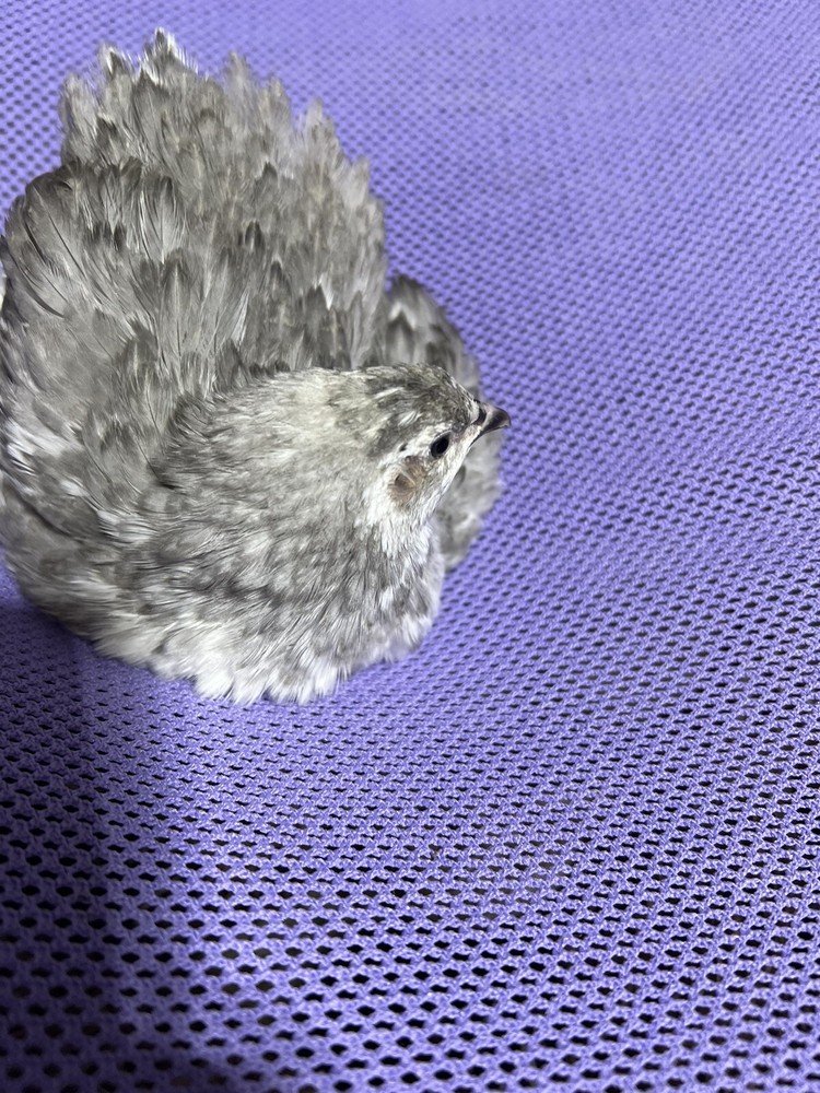 24++ Mix Andalusian, Gingers Coturnix Quail Hatching Eggs