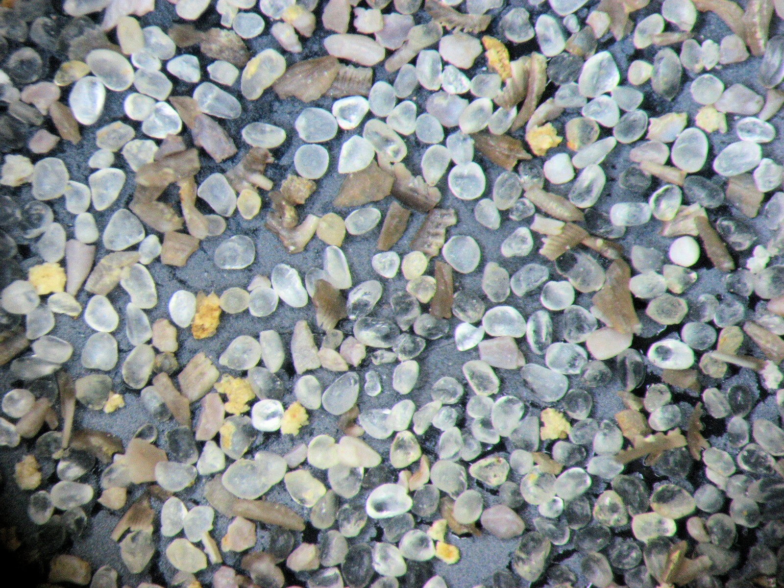 Ordovician to Triassic Conodont microfossil 8 slide collection rare fossils