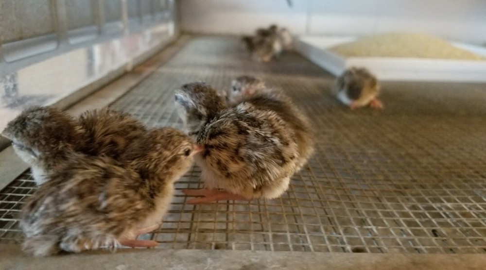 50 + Jumbo Brown Coturnix Quail Hatching Eggs