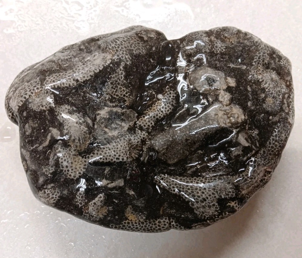 Michigan Cladopora 1 lb 9 oz Natural Display Specimen Ancient Devonian Fossil