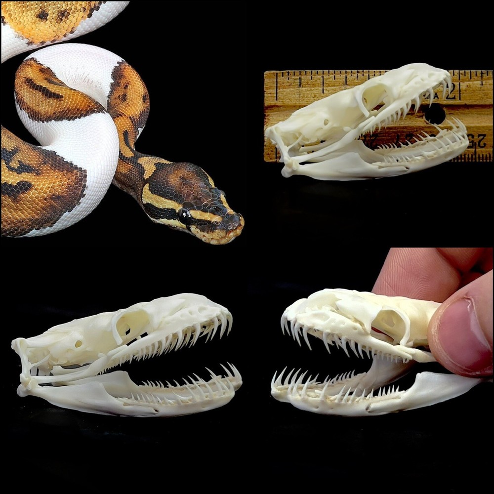 Ball Python Skull (XL Specimen) Snake; 100% Real Bone