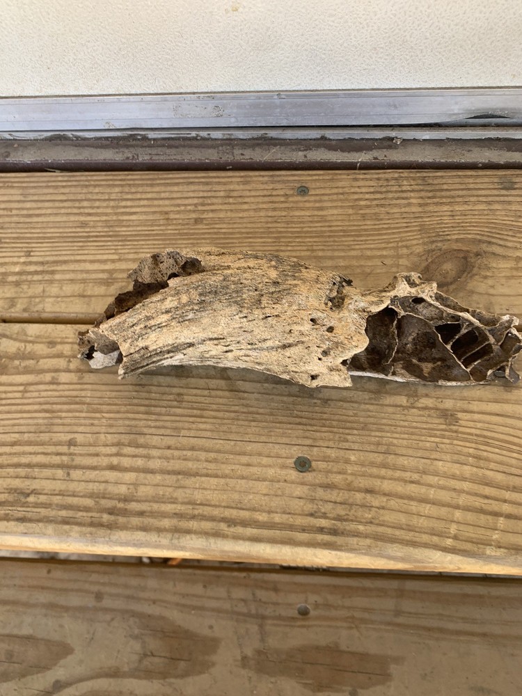 Fossilized bison horn
