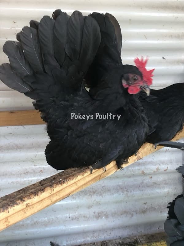 Japanese Bantam Assortment Hatching Eggs