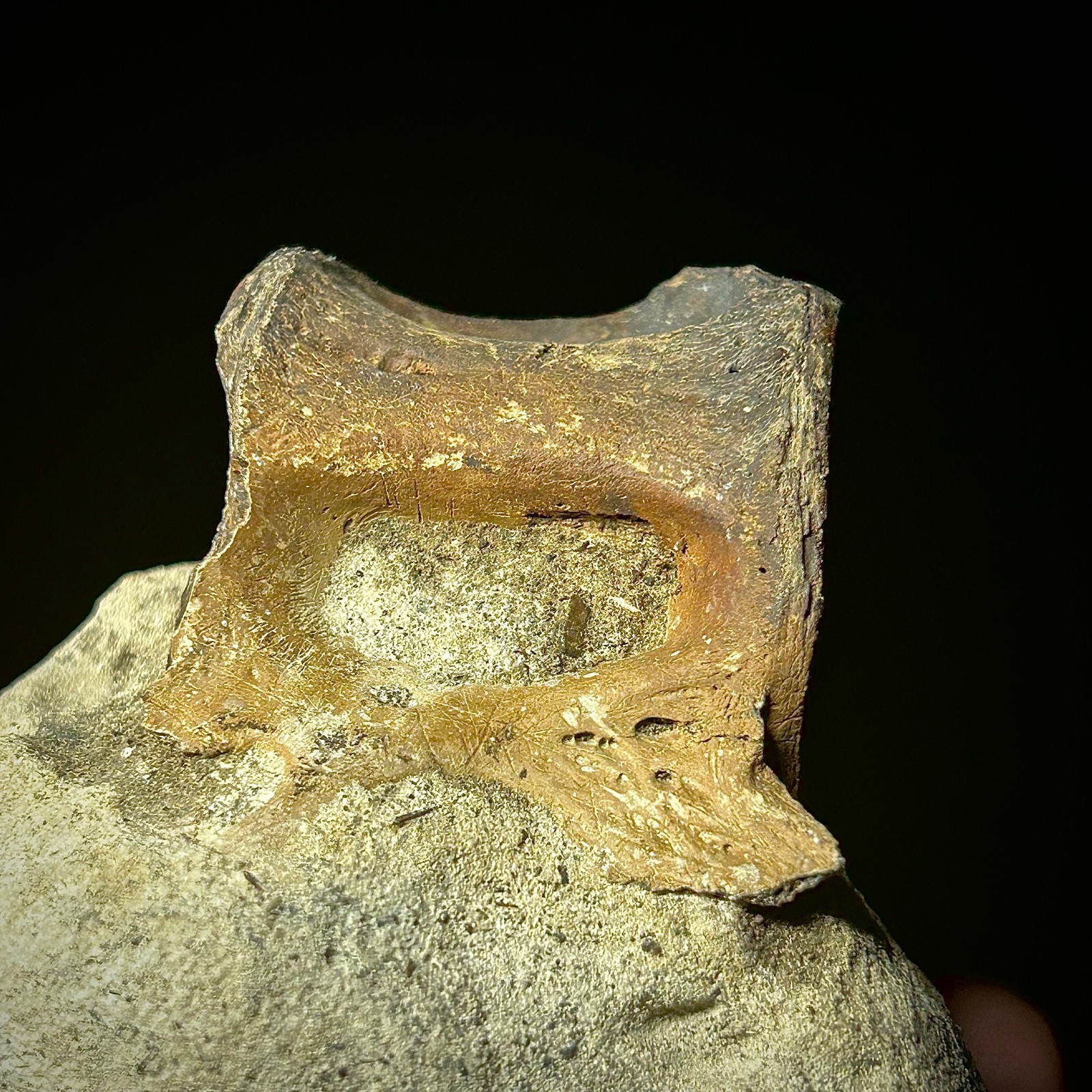 Fossilized Tuna Vertebra (Thunnus sp.) 2.24 x 1.60" Bony Fish Fossil Oligocene