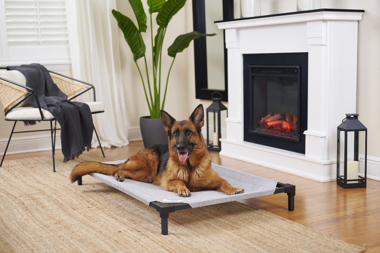 Elevated Dog Bed Pro Standard by Coolaroo - 3 Colors Available - Free Shipping