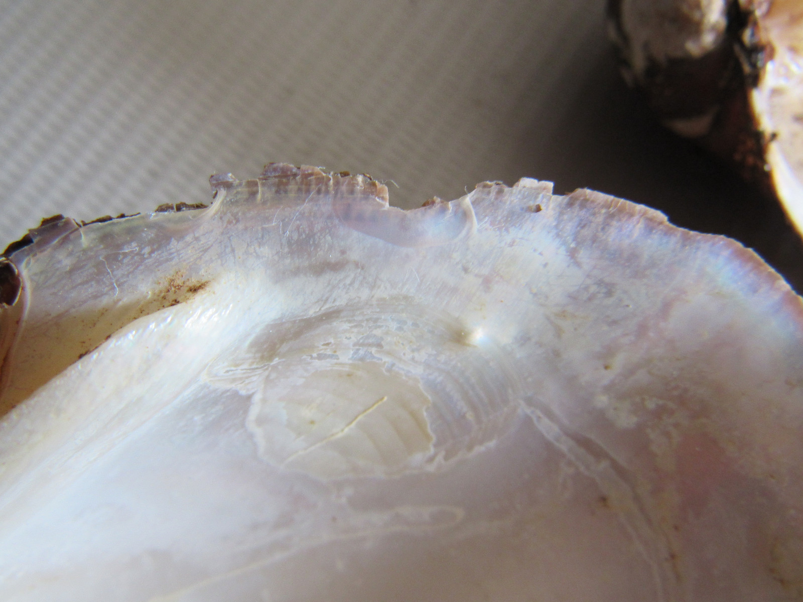 Set of 40 Fifty Year Stock Mother of Pearl Unpolished Freshwater Mussel Shells