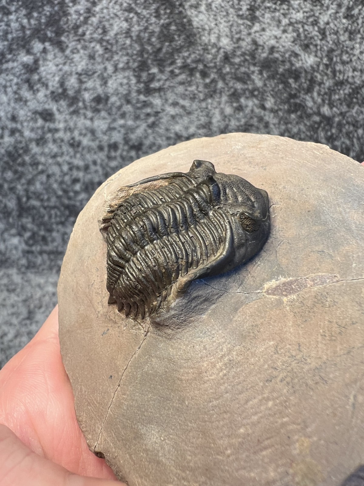 Metacanthina issoumourensis Trilobite Fossil – Collector Specimen