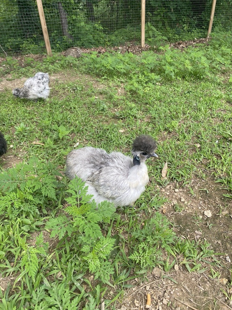 12 Bearded Silkie Hatching Eggs